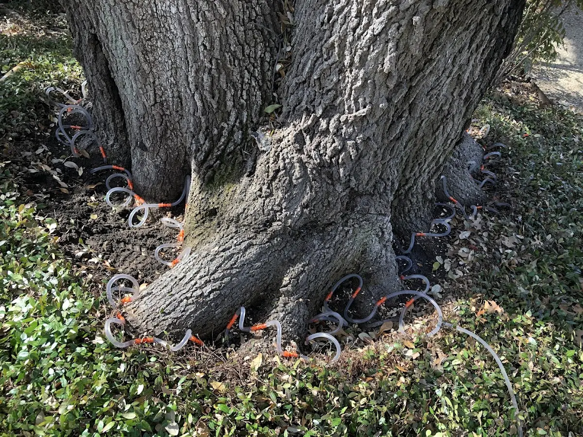 Detailed Tree Cabling and Bracing job site in Elkville