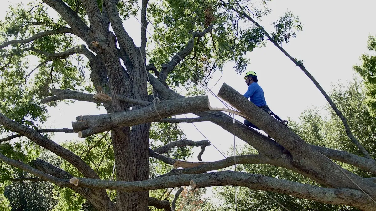 Professional Hazardous Tree Removal performed by certified arborists in Elkville